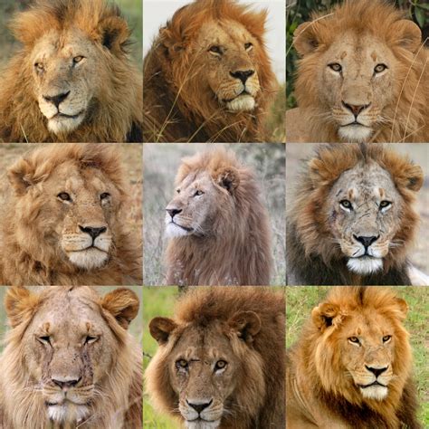 9 Lions Betano