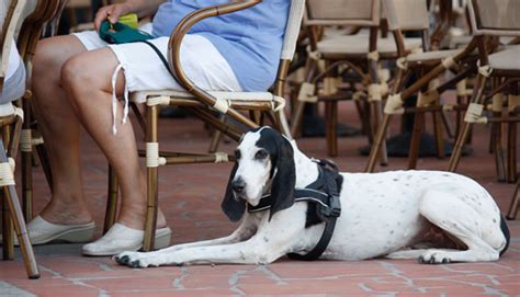 A Jusante De Cassino Animais De Estimacao