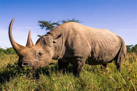 African Rhino Betsson