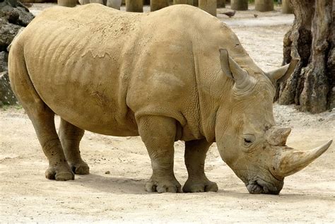 African Rhino Betsul