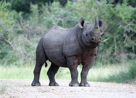 African Rhino Bwin