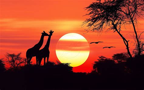 African Sunset Brabet