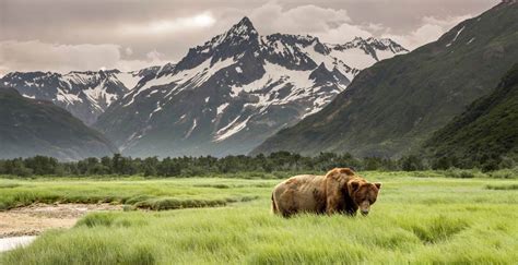 Alaska Wild Betfair