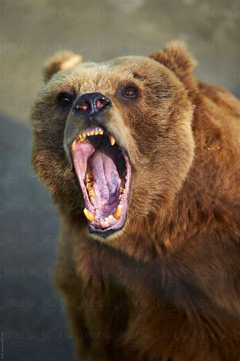 Angry Bear Brabet