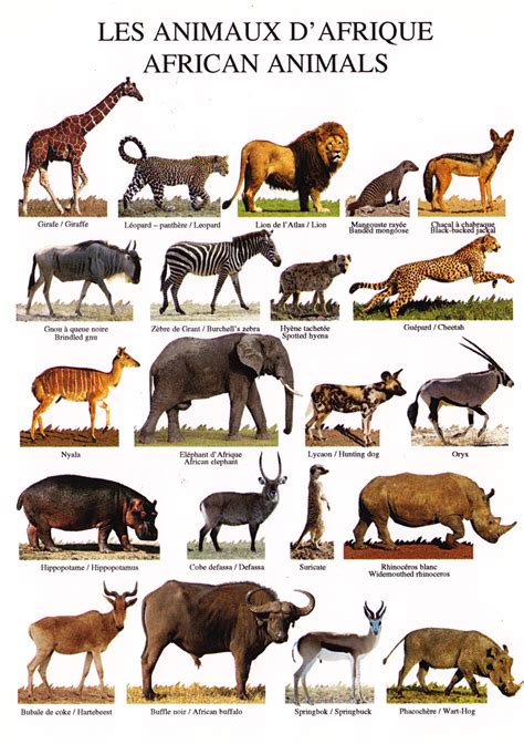Animals Of Africa Brabet