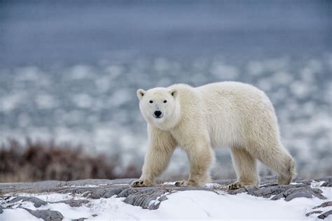Arctic Bear Bet365
