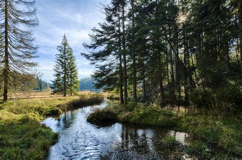 Bavarian Forest Betano