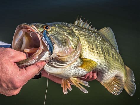 Big Catch Bass Fishing Betway