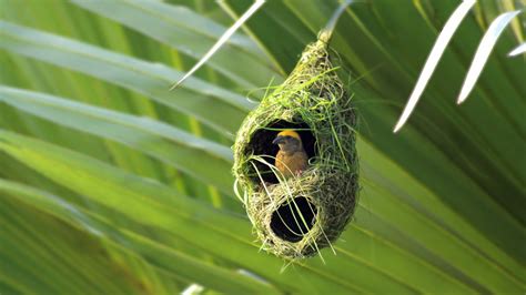 Birds Nest Netbet