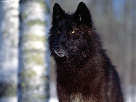 Black Wolf Betsul