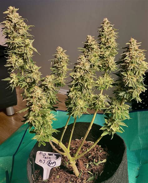 Blackjack Autoflower