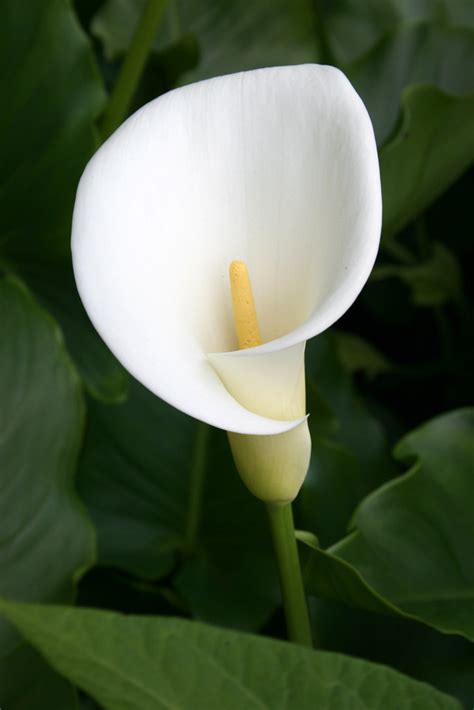 Blackjack Lirio De Calla