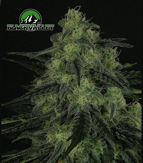 Blackjack Mmj Tensao