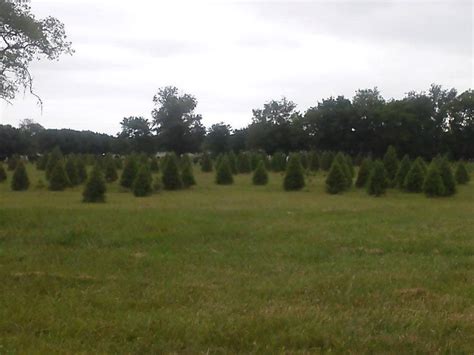 Blackjack Tree Farm