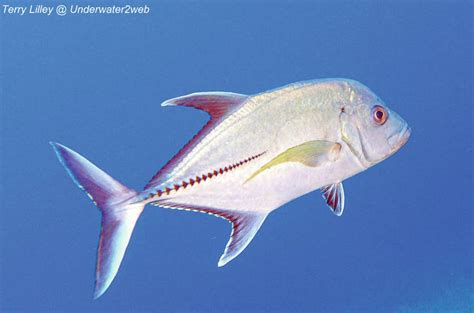 Blackjack Ulua