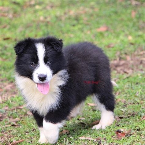 Border Collie Filhotes Para A Venda De Casino