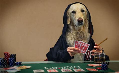 Cachorro Polidez Poker