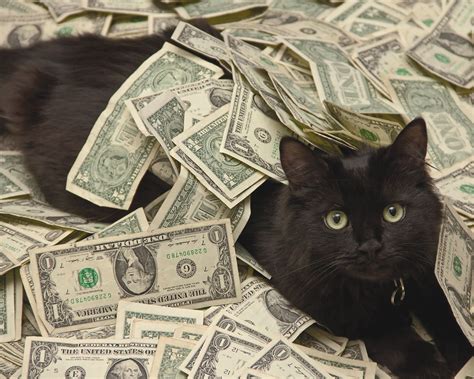 Cash Cats Brabet