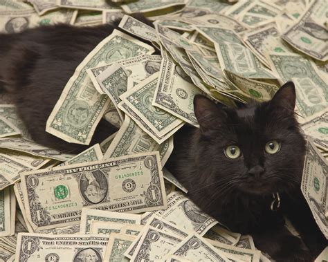 Cash Cats Review 2024
