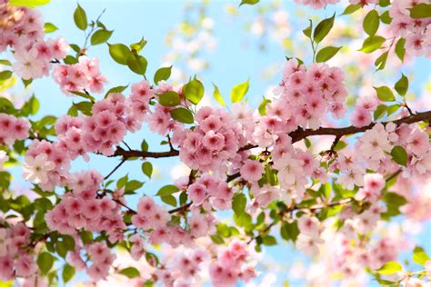 Cherry Blossom Betfair