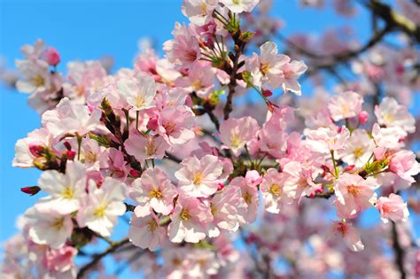 Cherry Blossom Sportingbet