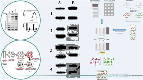 Coletor Ii Slot Blot Sistema