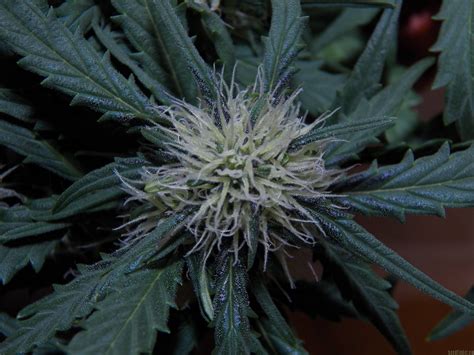 Cultivo Black Jack Auto