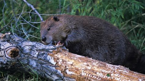 Dam Beavers Netbet