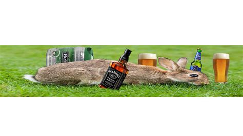 Drunk Rabbit Review 2024