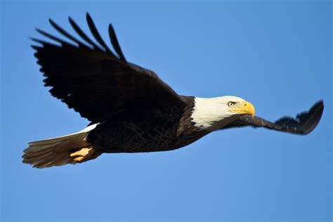 Eagle S Flight 1xbet