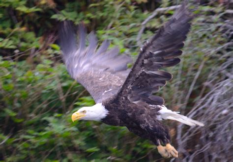 Eagle S Flight Parimatch