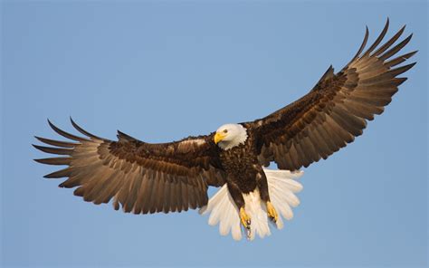 Eagle S Wings Betano
