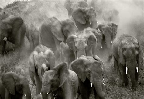 Elephant Stampede Betfair