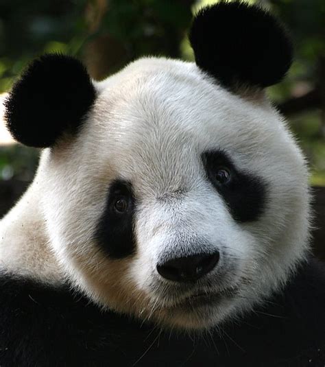 Eye Of The Panda Brabet