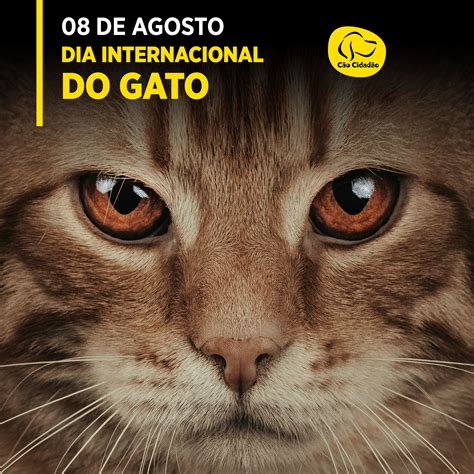 Gato 2024 1 Dia 1 De Fenda