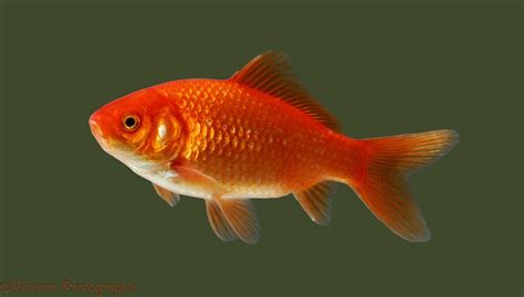 Goldfish 1xbet