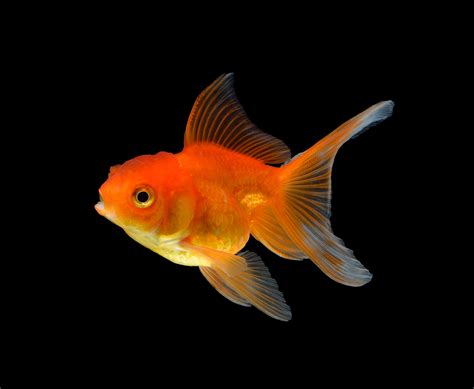 Goldfish Brabet