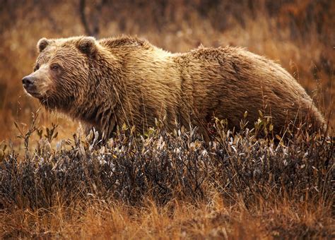 Great Grizzly Betsul