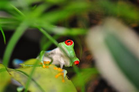 Green Frog Betsson