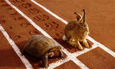 Hare Vs Tortoise Bet365