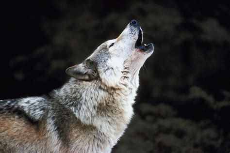 Howling Wolves Leovegas