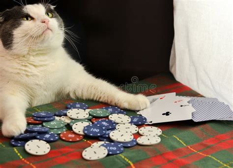 Imagen De Gatos Jugando Poker
