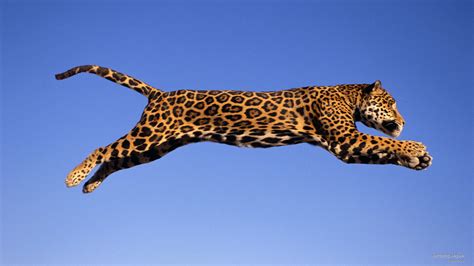 Jumping Jaguar Bet365