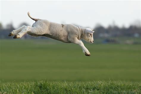 Jumping Sheep Betway