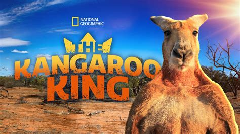 Kangaroo King Bwin