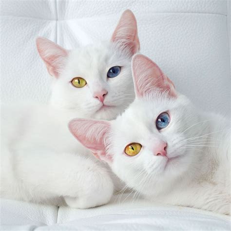Kitty Twins Betsul
