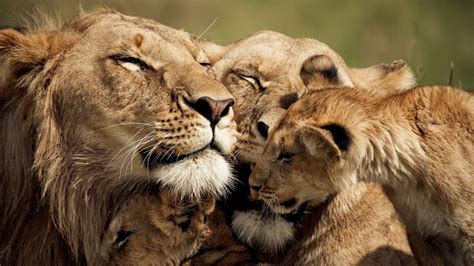 Lion S Pride Novibet