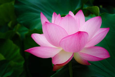 Lotus Flower Betano