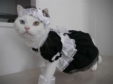 Lucky Cat And Maid Novibet