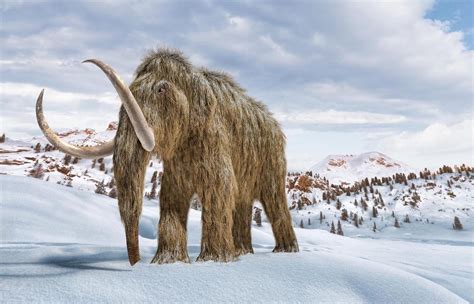 Mammoth Tundra Brabet